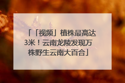 「视频」植株最高达3米！云南龙陵发现万株野生云南大百合