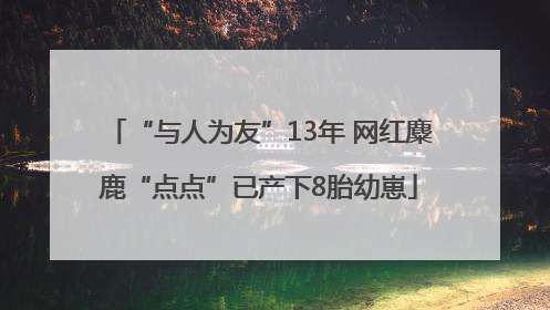 “与人为友”13年 网红麋鹿“点点”已产下8胎幼崽