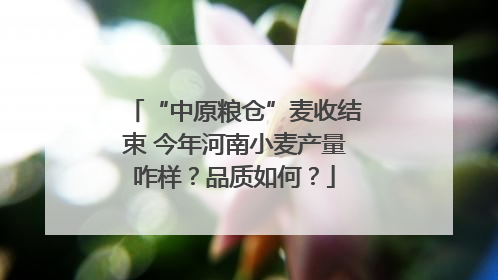 “中原粮仓”麦收结束 今年河南小麦产量咋样？品质如何？