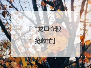 “龙口夺粮”抢收忙