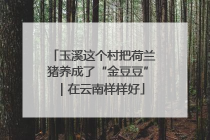 玉溪这个村把荷兰猪养成了“金豆豆”｜在云南样样好