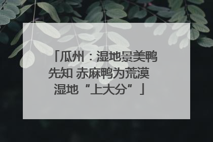 瓜州：湿地景美鸭先知 赤麻鸭为荒漠湿地“上大分”