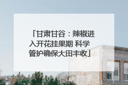 甘肃甘谷：辣椒进入开花挂果期 科学管护确保大田丰收