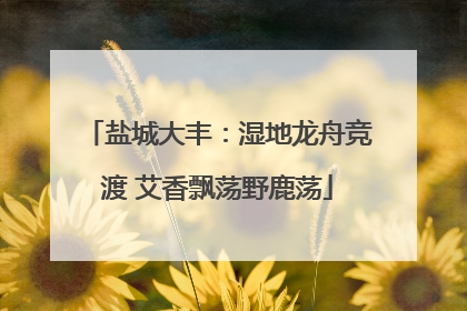 盐城大丰：湿地龙舟竞渡 艾香飘荡野鹿荡