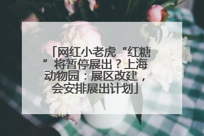 网红小老虎“红糖”将暂停展出？上海动物园：展区改建，会安排展出计划