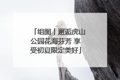 组图丨邂逅虎山公园花海芬芳 享受初夏限定美好