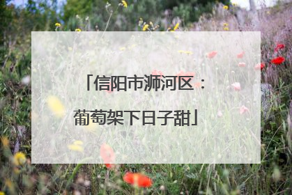 信阳市浉河区：葡萄架下日子甜