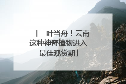 一叶当舟！云南这种神奇植物进入最佳观赏期
