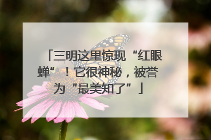 三明这里惊现“红眼蝉”！它很神秘，被誉为“最美知了”