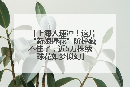 上海人速冲！这片“新娘捧花”阶梯藏不住了，近5万株绣球花如梦似幻