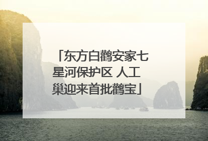 东方白鹳安家七星河保护区 人工巢迎来首批鹳宝