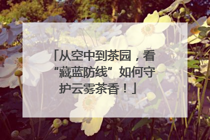 从空中到茶园，看“藏蓝防线”如何守护云雾茶香！