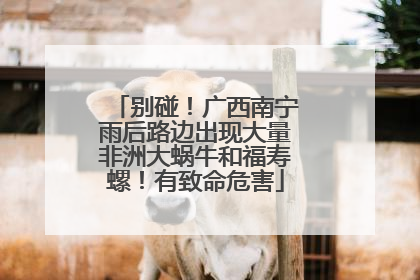 别碰！广西南宁雨后路边出现大量非洲大蜗牛和福寿螺！有致命危害