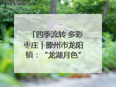 四季流转 多彩枣庄｜滕州市龙阳镇：“龙湖月色”向日葵花海 绘就乡村振兴新画卷