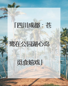 四川成都：苍鹭在公园湖心岛觅食嬉戏