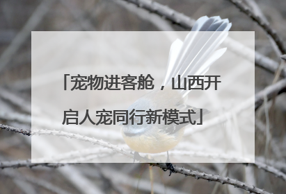 宠物进客舱，山西开启人宠同行新模式