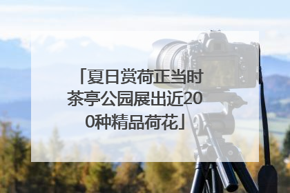 夏日赏荷正当时 茶亭公园展出近200种精品荷花