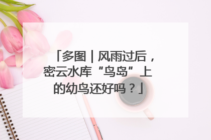 多图｜风雨过后，密云水库“鸟岛”上的幼鸟还好吗？