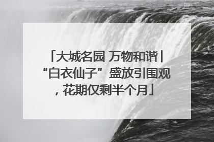 大城名园 万物和谐│“白衣仙子”盛放引围观，花期仅剩半个月