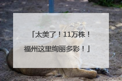 太美了！11万株！福州这里绚丽多彩！