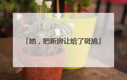 她，把新房让给了斑鸠