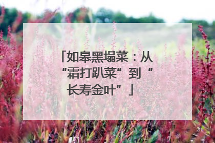 如皋黑塌菜：从“霜打趴菜”到“长寿金叶”