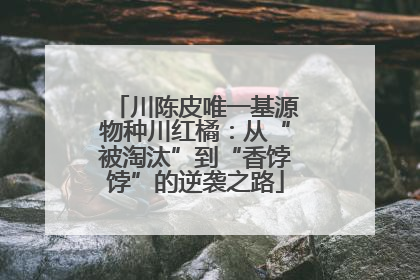 川陈皮唯一基源物种川红橘：从“被淘汰”到“香饽饽”的逆袭之路