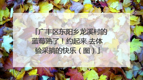 广丰区东阳乡龙溪村的蓝莓熟了！约起来 去体验采摘的快乐（图）