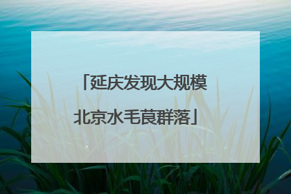 延庆发现大规模北京水毛茛群落