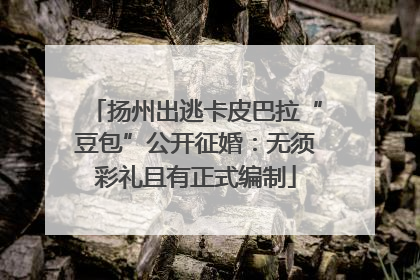 扬州出逃卡皮巴拉“豆包”公开征婚：无须彩礼且有正式编制