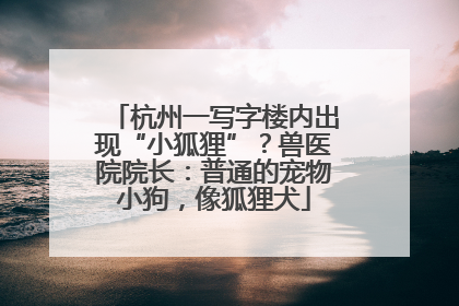 杭州一写字楼内出现“小狐狸”？兽医院院长：普通的宠物小狗，像狐狸犬