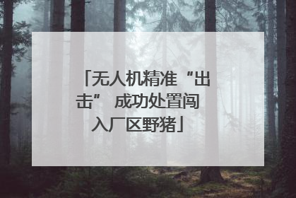 无人机精准“出击” 成功处置闯入厂区野猪