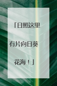 日照这里有片向日葵花海！