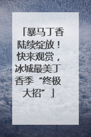 暴马丁香陆续绽放！快来观赏，冰城最美丁香季“终极大招”