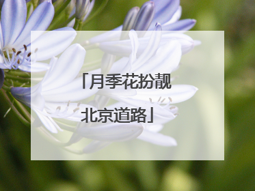 月季花扮靓北京道路