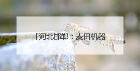 河北邯郸：麦田机器轰鸣 夏粮全面收割