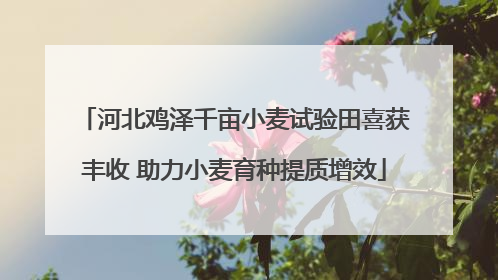 河北鸡泽千亩小麦试验田喜获丰收 助力小麦育种提质增效