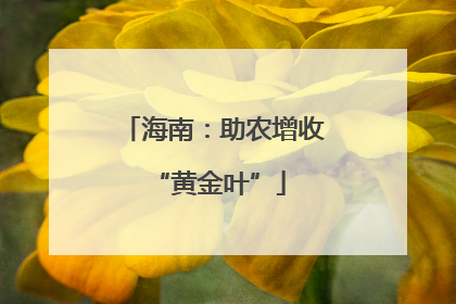 海南：助农增收 “黄金叶”