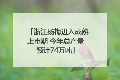 浙江杨梅进入成熟上市期 今年总产量预计74万吨
