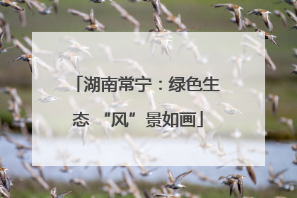 湖南常宁：绿色生态 “风”景如画