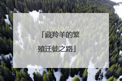 藏羚羊的繁殖迁徙之路