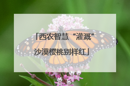 西农智慧“灌溉” 沙漠樱桃别样红
