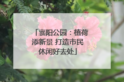 襄阳公园：植荷添新景 打造市民休闲好去处