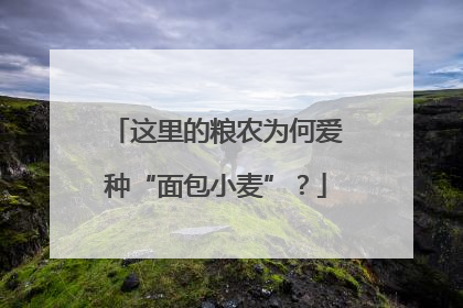 这里的粮农为何爱种“面包小麦”？