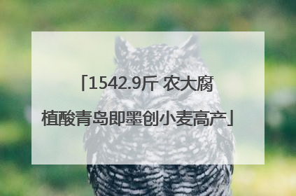 1542.9斤 农大腐植酸青岛即墨创小麦高产