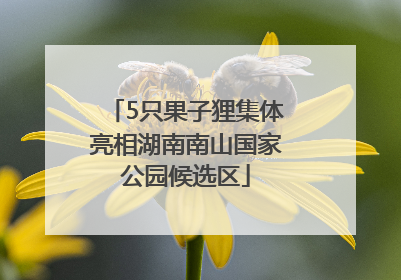 5只果子狸集体亮相湖南南山国家公园候选区